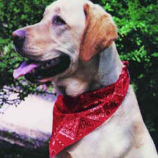 COOLMOR™ Cooling Dog Bandana