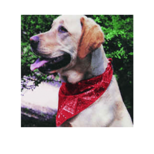 COOLMOR™ Cooling Dog Bandana